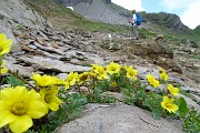 54 Cariofillata delle pietraie (Geum reptans)